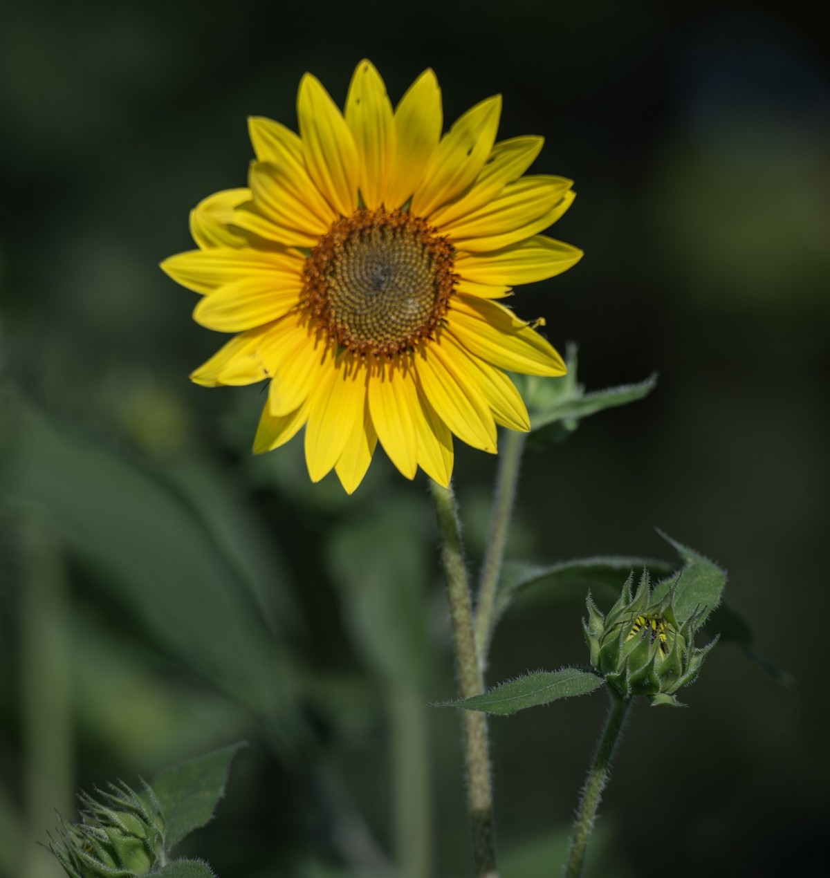 秋日水西公园掠影