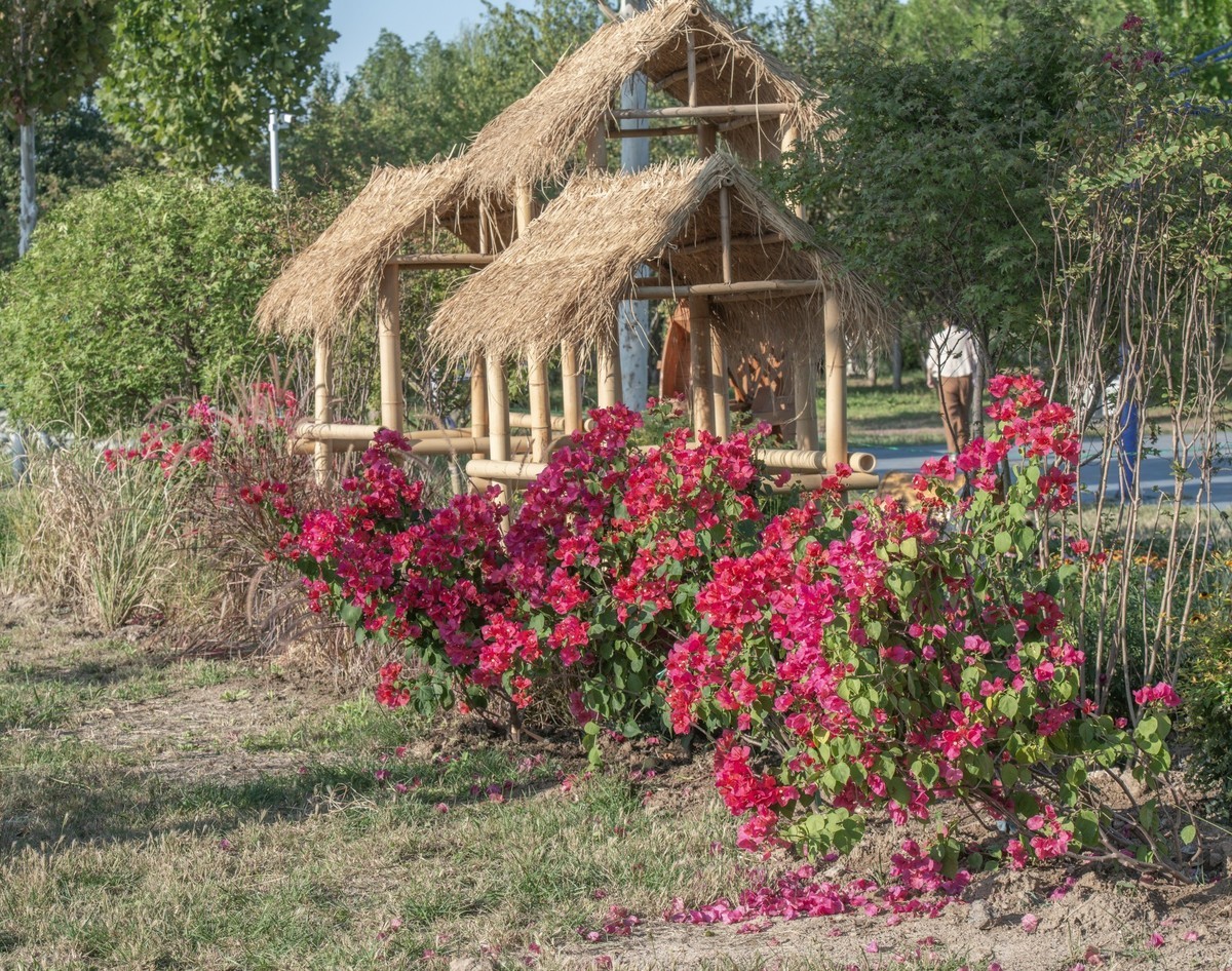 秋日水西公园掠影