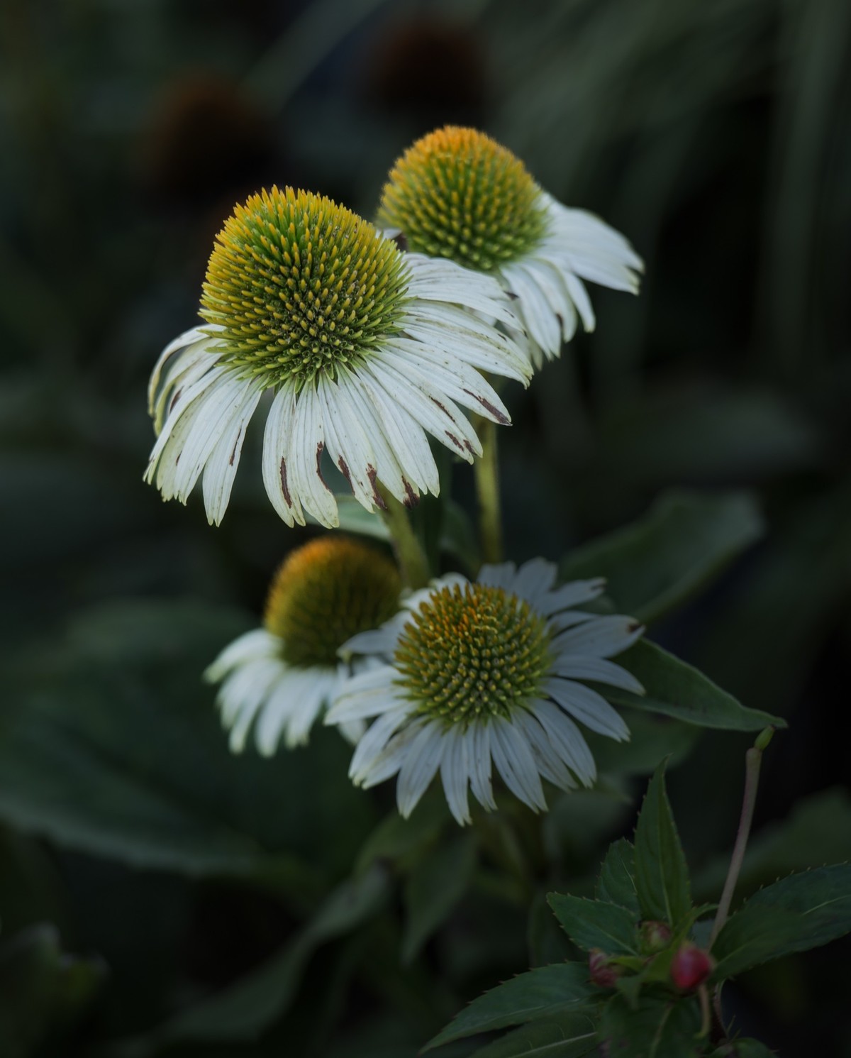 秋日水西公园掠影