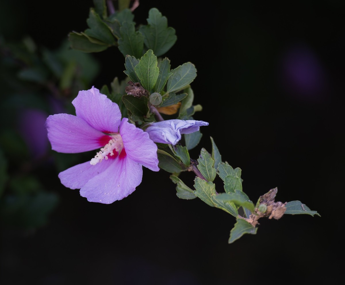 秋日水西公园掠影