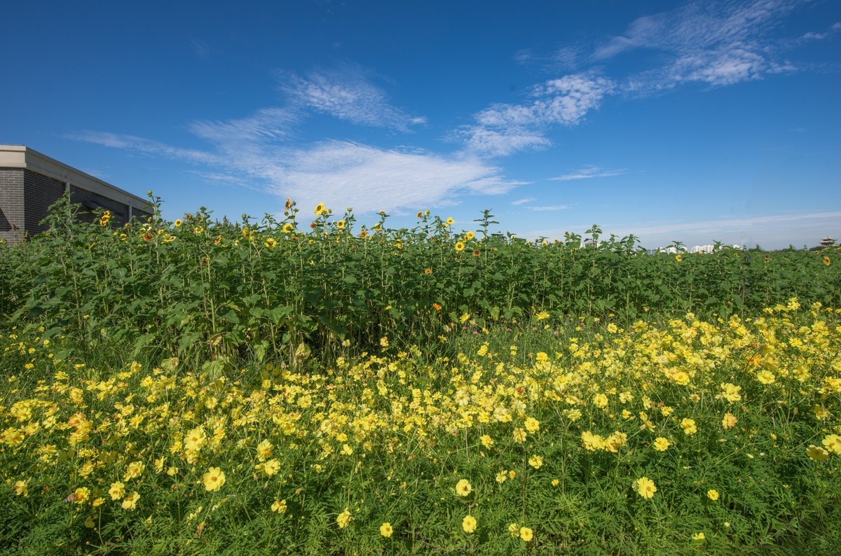 秋日水西公园掠影