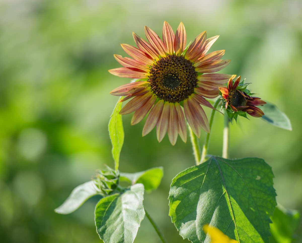 秋日水西公园掠影