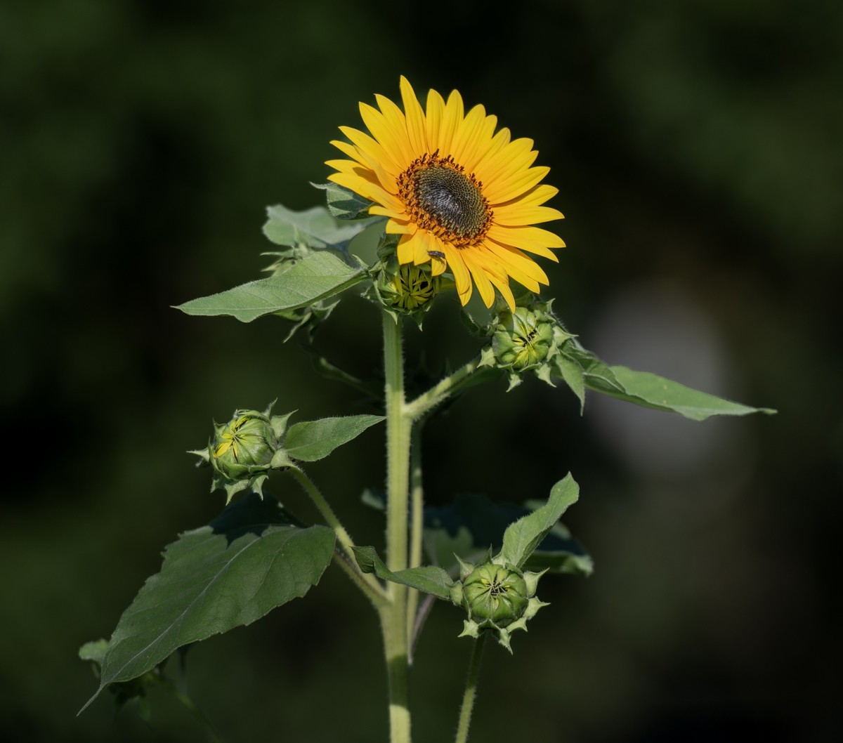 秋日水西公园掠影