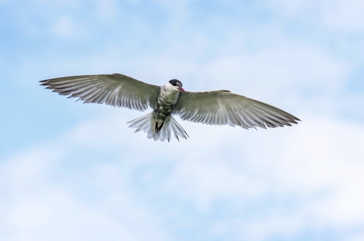 须浮鸥（十九）