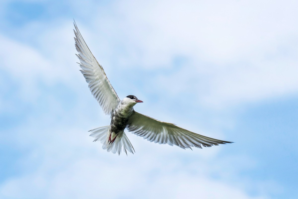 须浮鸥（十九）