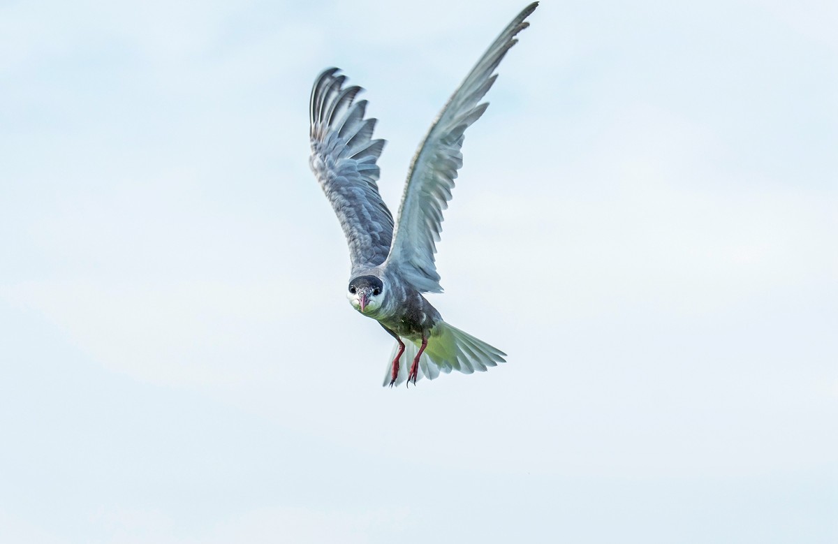 须浮鸥（十九）