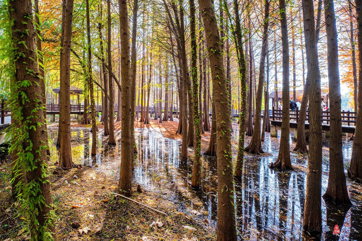 虎丘湿地公园随拍（一）