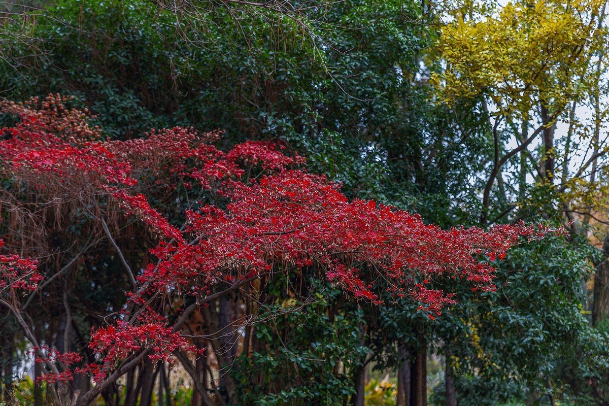 旅游记录 ：江苏 · 无锡 · 蠡园国家湿地公园