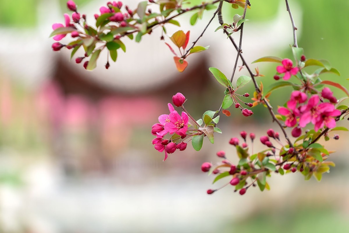 赏花陶然亭（4）