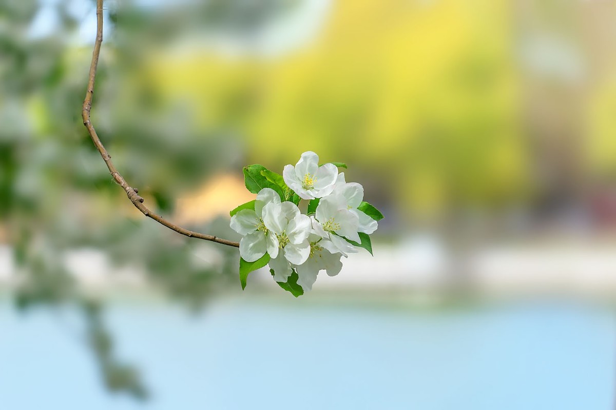 赏花陶然亭（4）