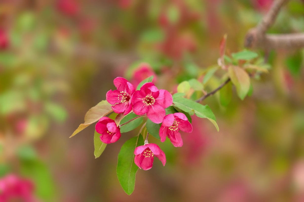 赏花陶然亭（4）