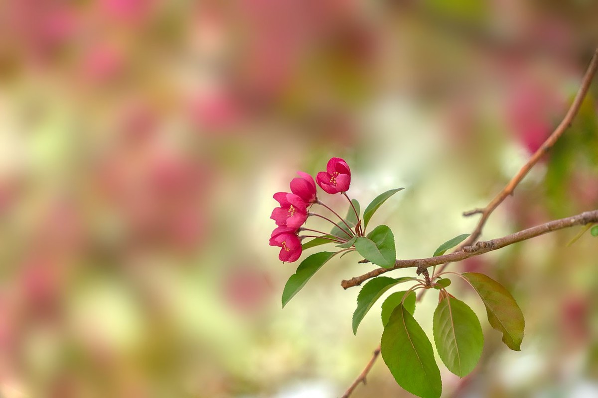 赏花陶然亭（4）