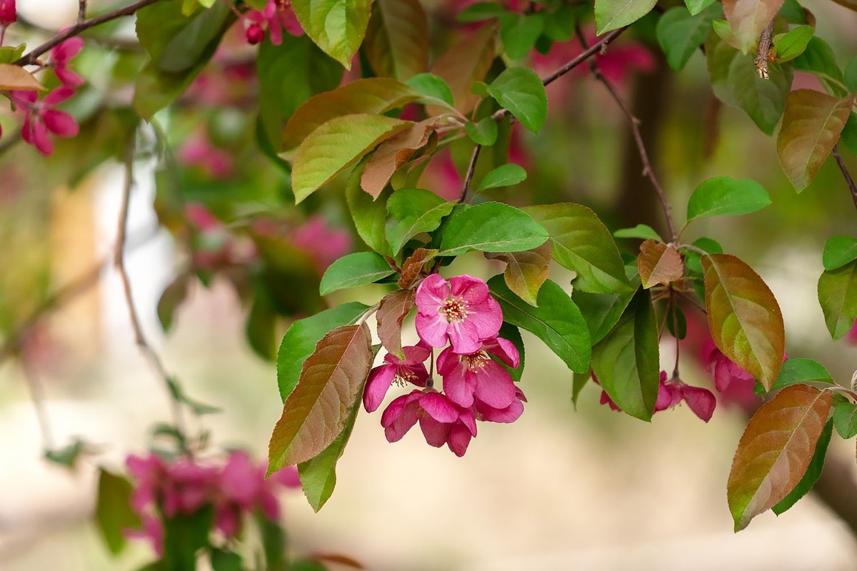 赏花陶然亭（4）