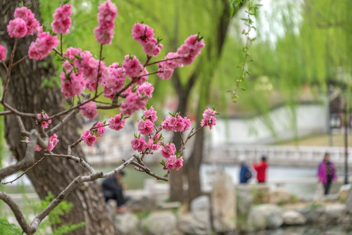 赏花陶然亭（4）