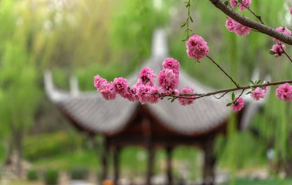 赏花陶然亭（4）