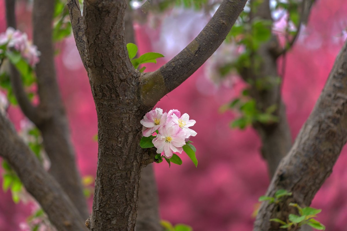 赏花陶然亭（4）