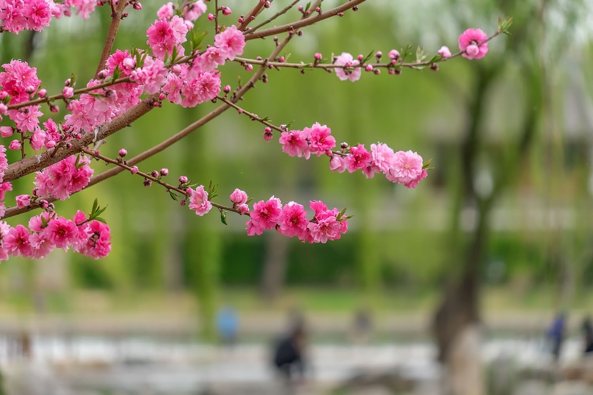 赏花陶然亭（4）