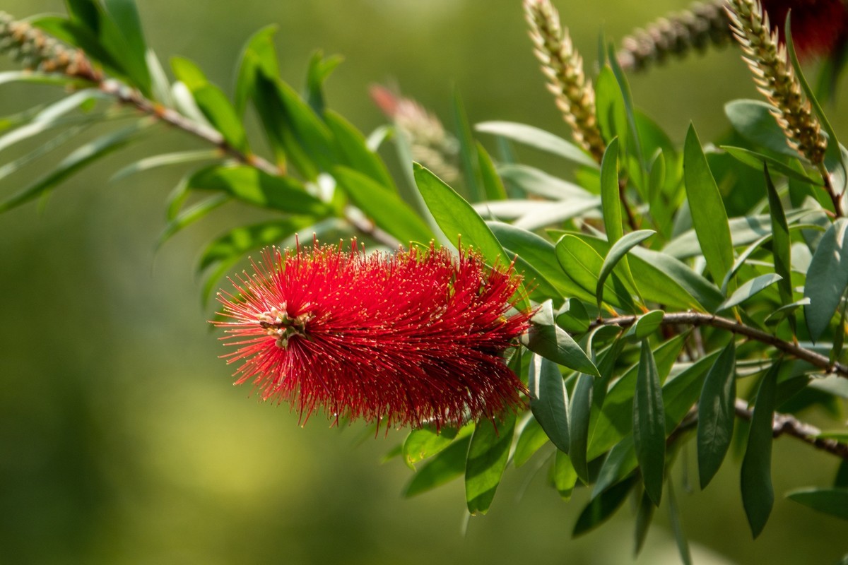 花枝招展（403）