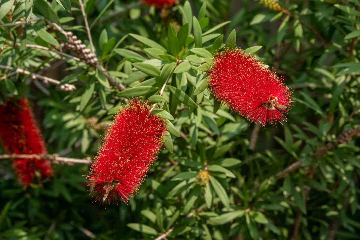 花枝招展（403）