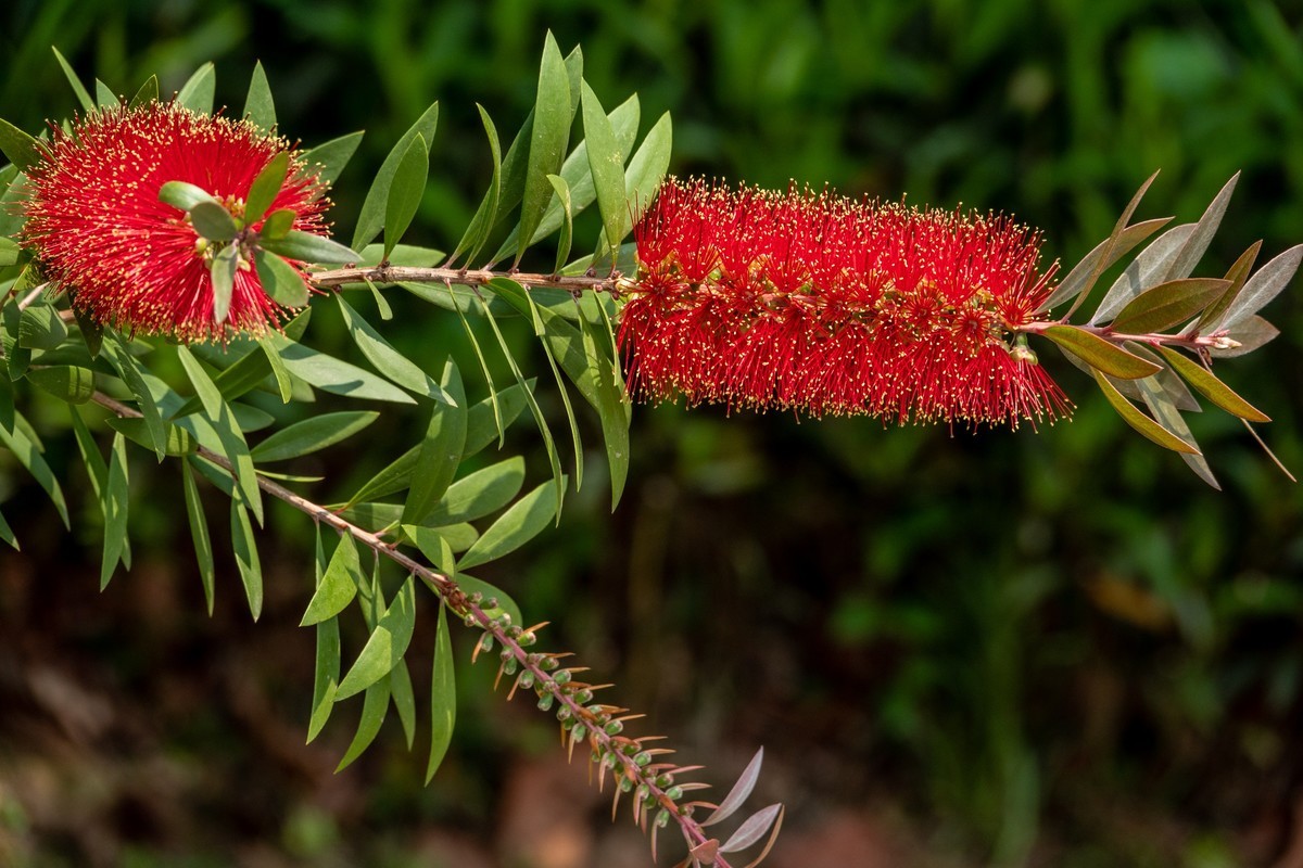 花枝招展（403）