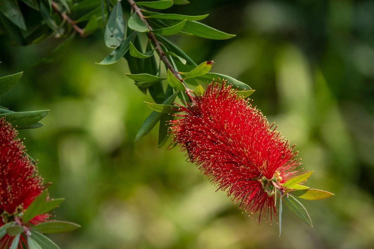 花枝招展（403）