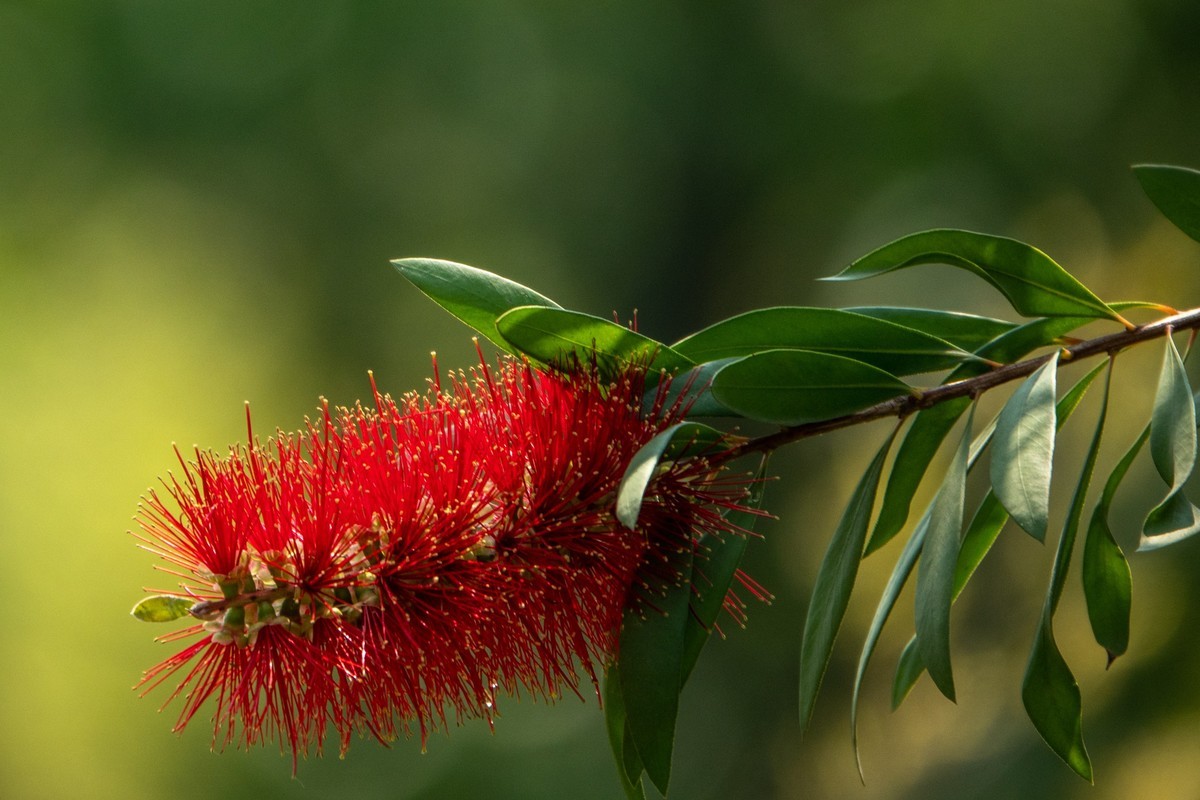 花枝招展（403）