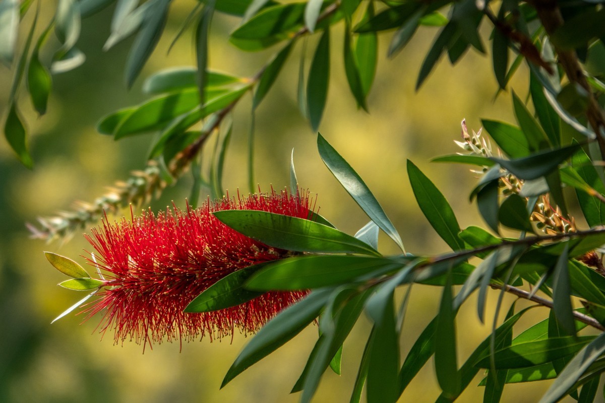 花枝招展（403）