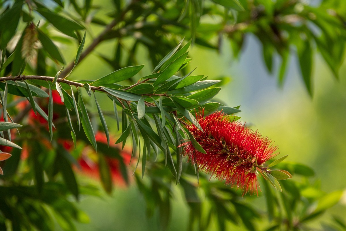 花枝招展（403）