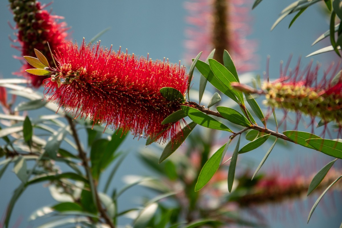 花枝招展（403）