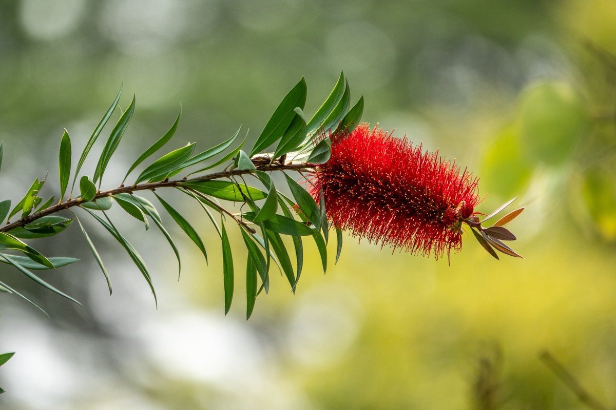 花枝招展（403）