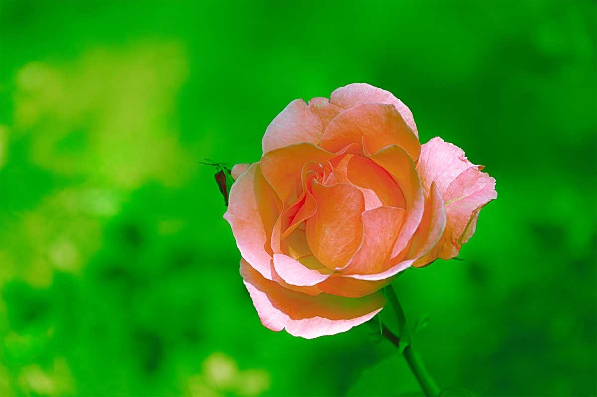 花                                  卉