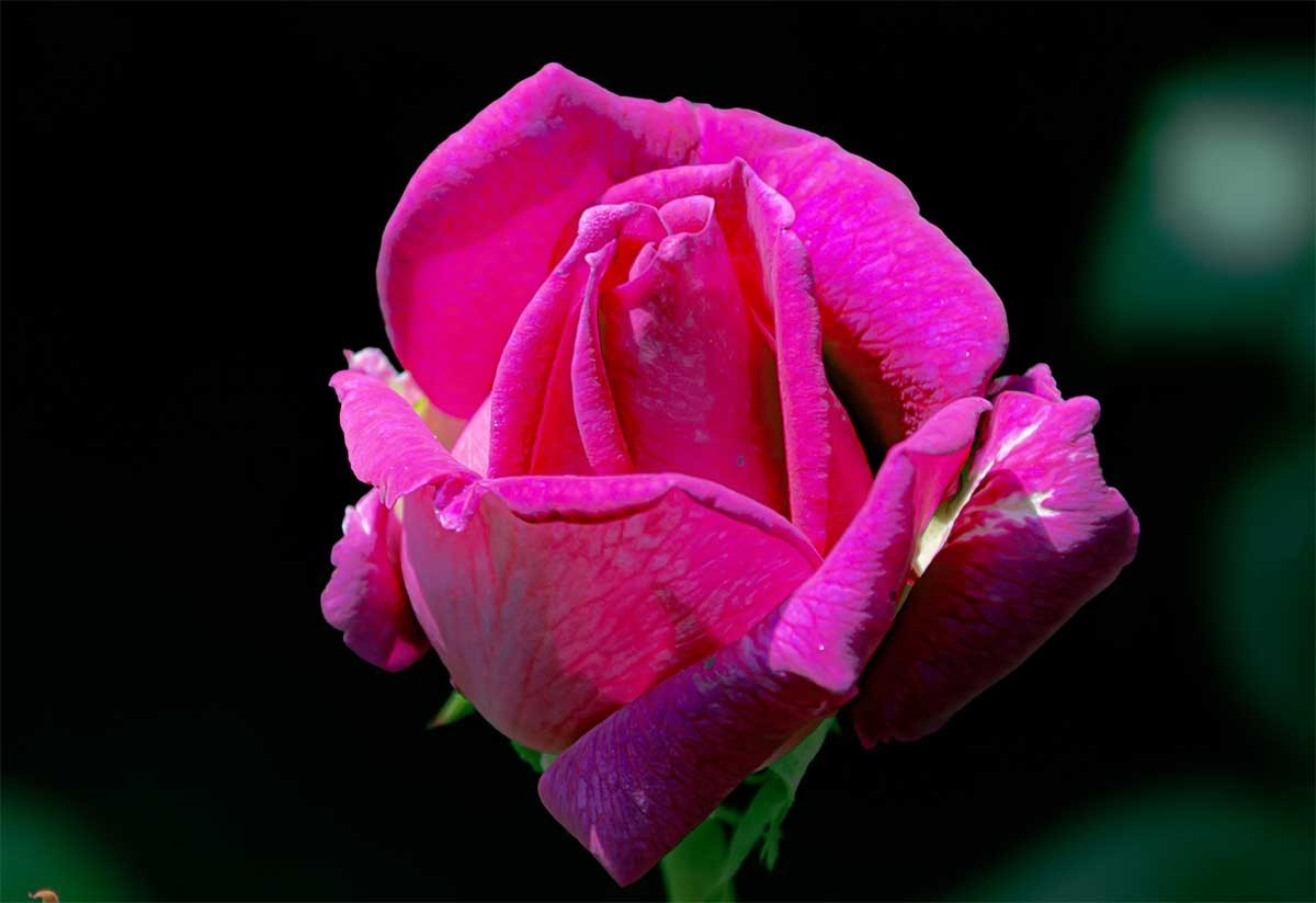 花                                  卉