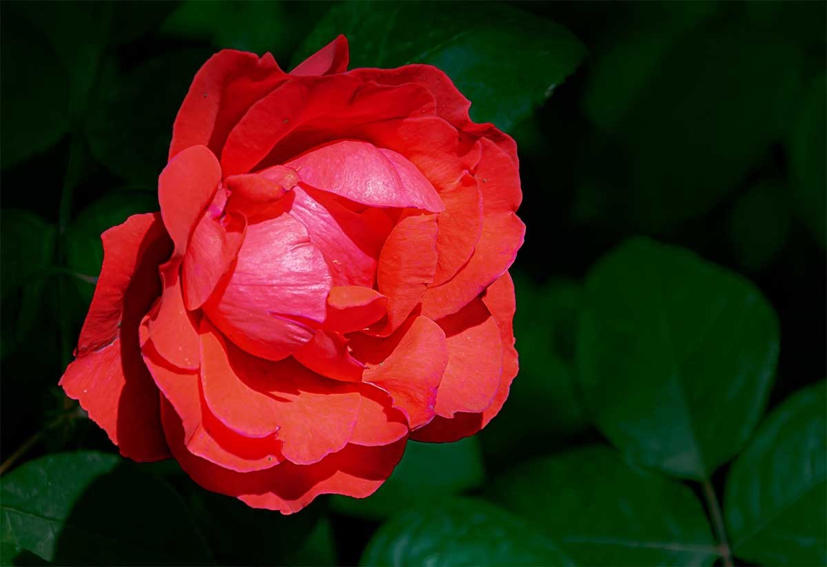 花                                  卉