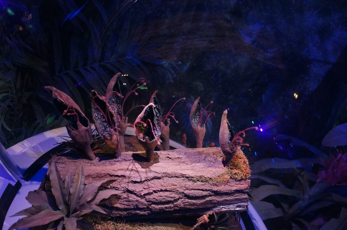 让奇妙延续：阿凡达探秘潘多拉