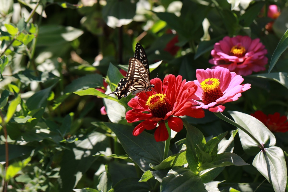 叶上蝇  花上蝶