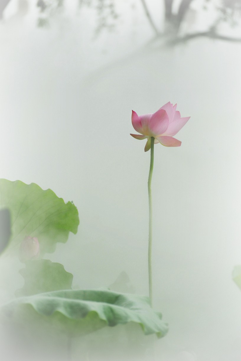 雾中花-中关村在线摄影论坛