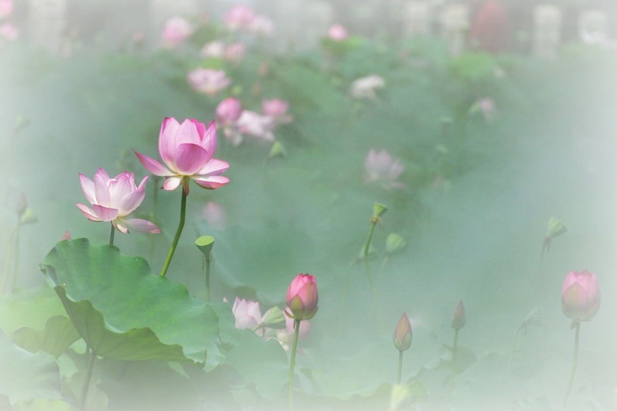 雾中花-中关村在线摄影论坛