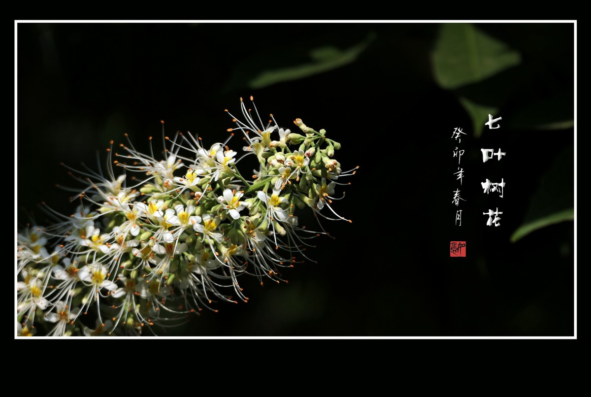 长蕊如银丝的七叶树花