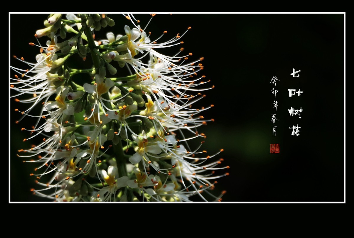 长蕊如银丝的七叶树花