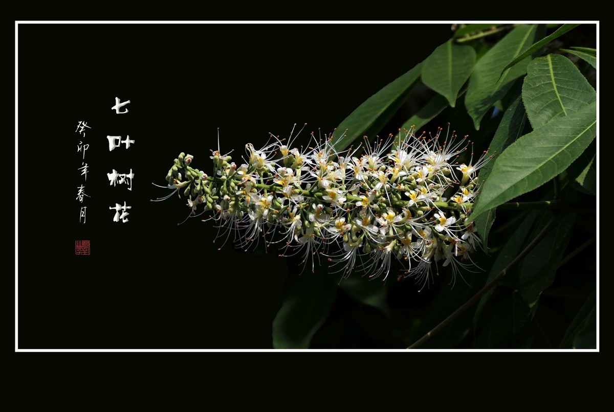 长蕊如银丝的七叶树花