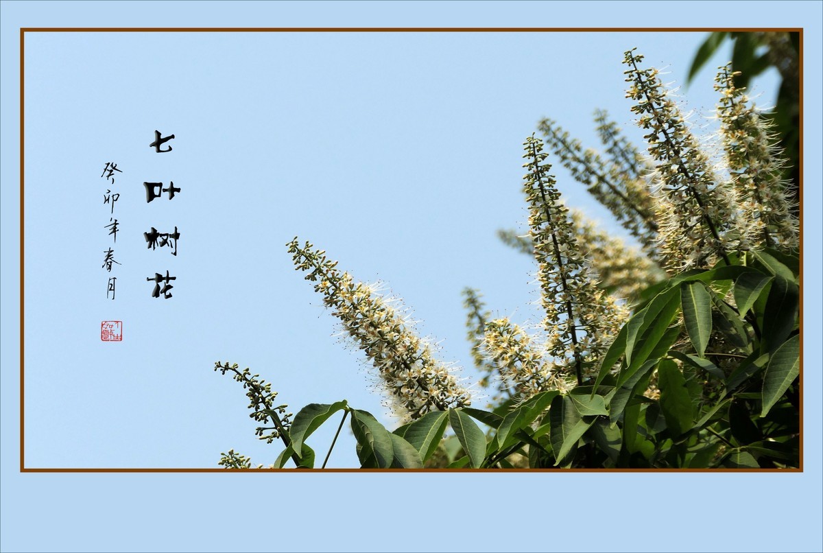 长蕊如银丝的七叶树花