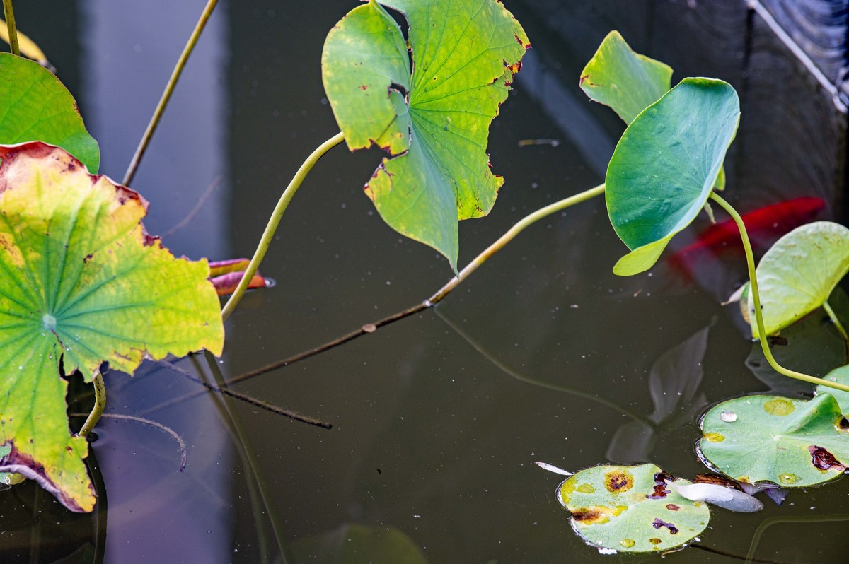 庐州印象（296）塘溪津门水街