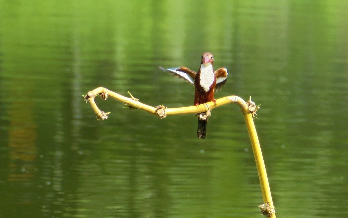 23397 ─ 飞上竹枝的大翠（4）