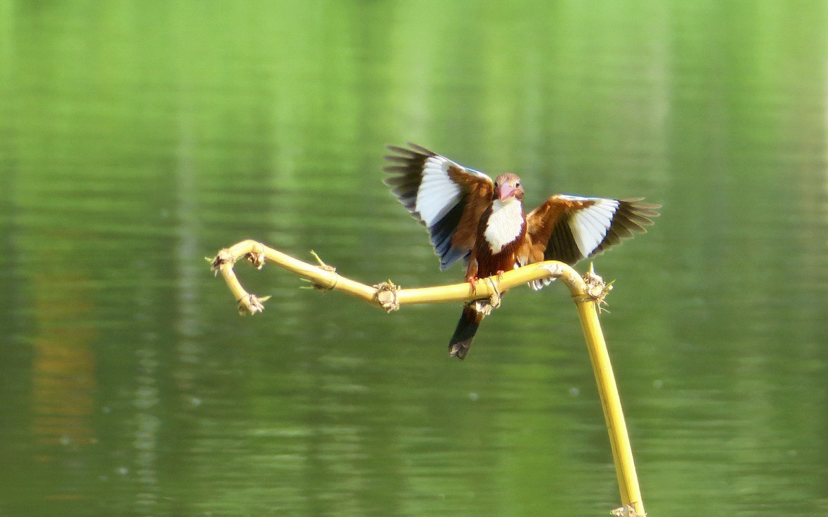 23397 ─ 飞上竹枝的大翠（4）