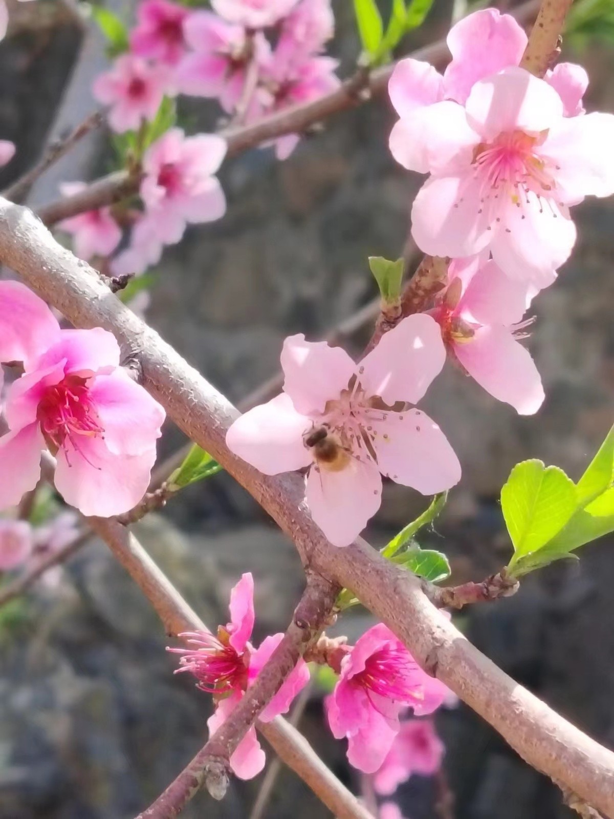 荣耀X50，一亿像素