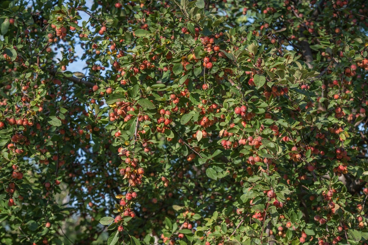 秋日水西公园掠影