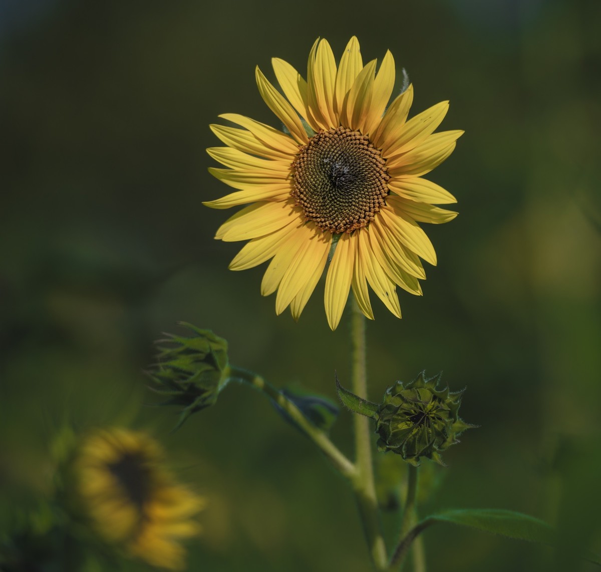 秋日水西公园掠影