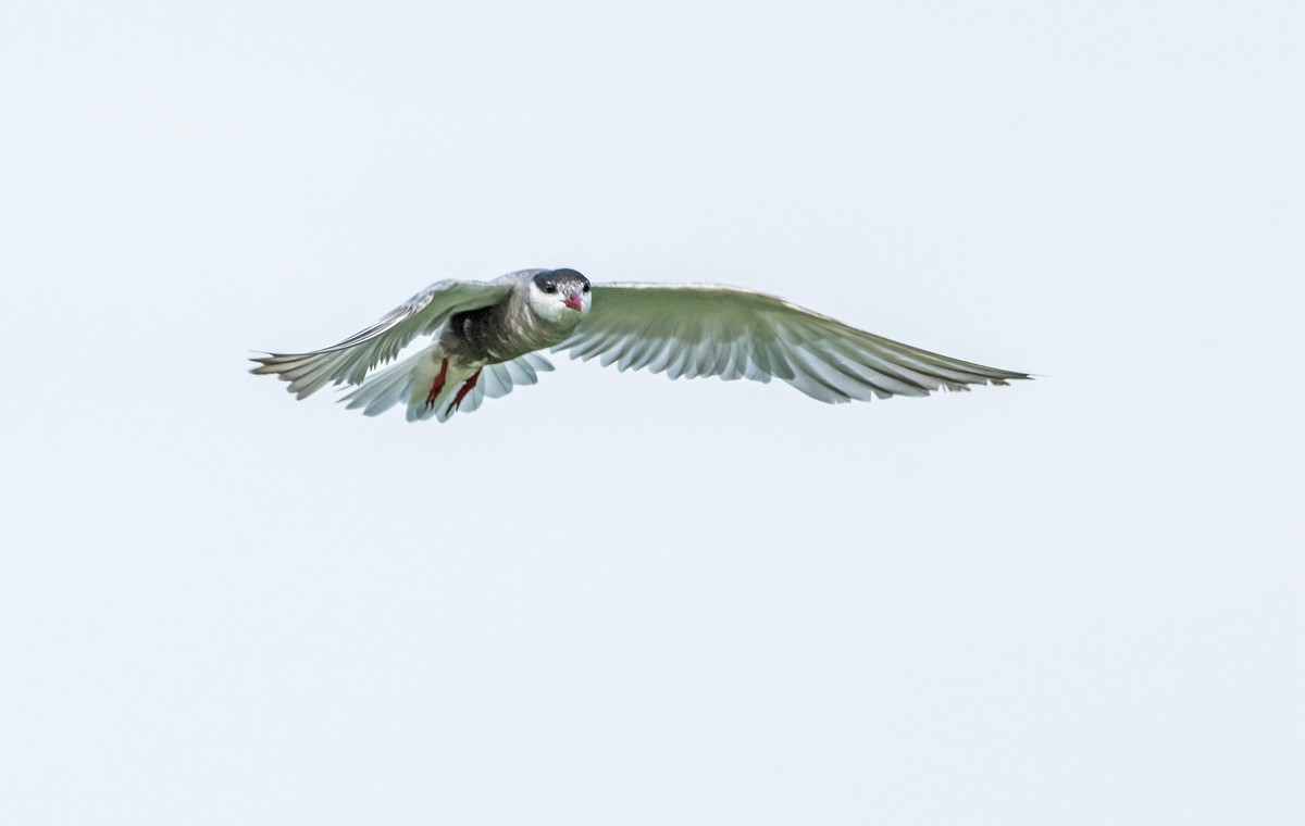 须浮鸥（十九）