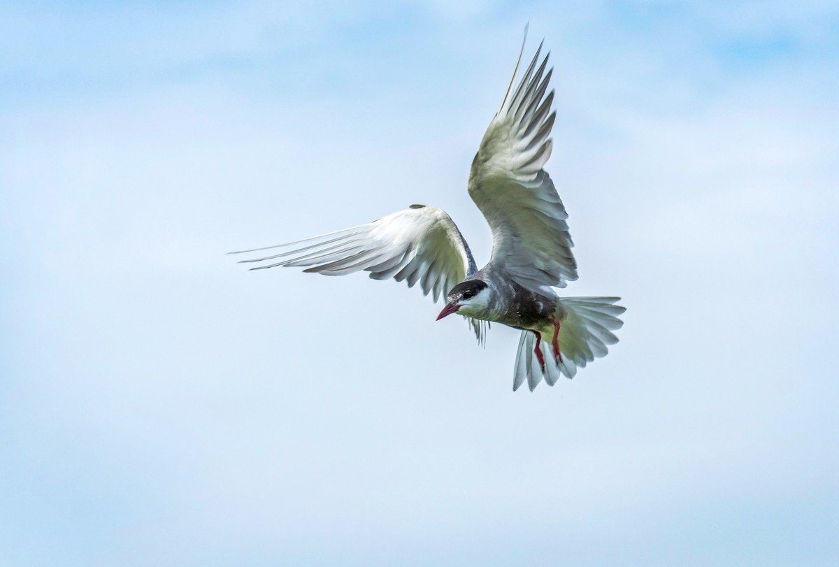 须浮鸥（十九）