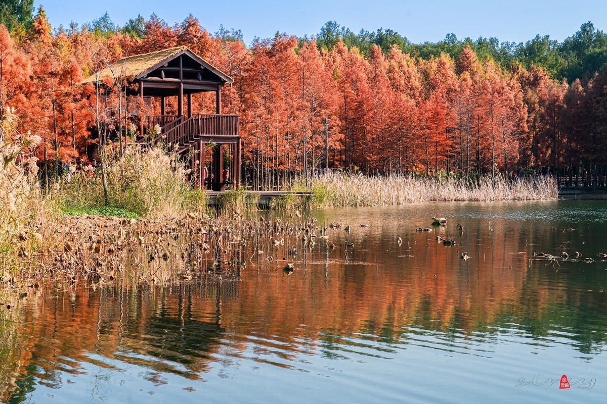 虎丘湿地公园随拍（一）